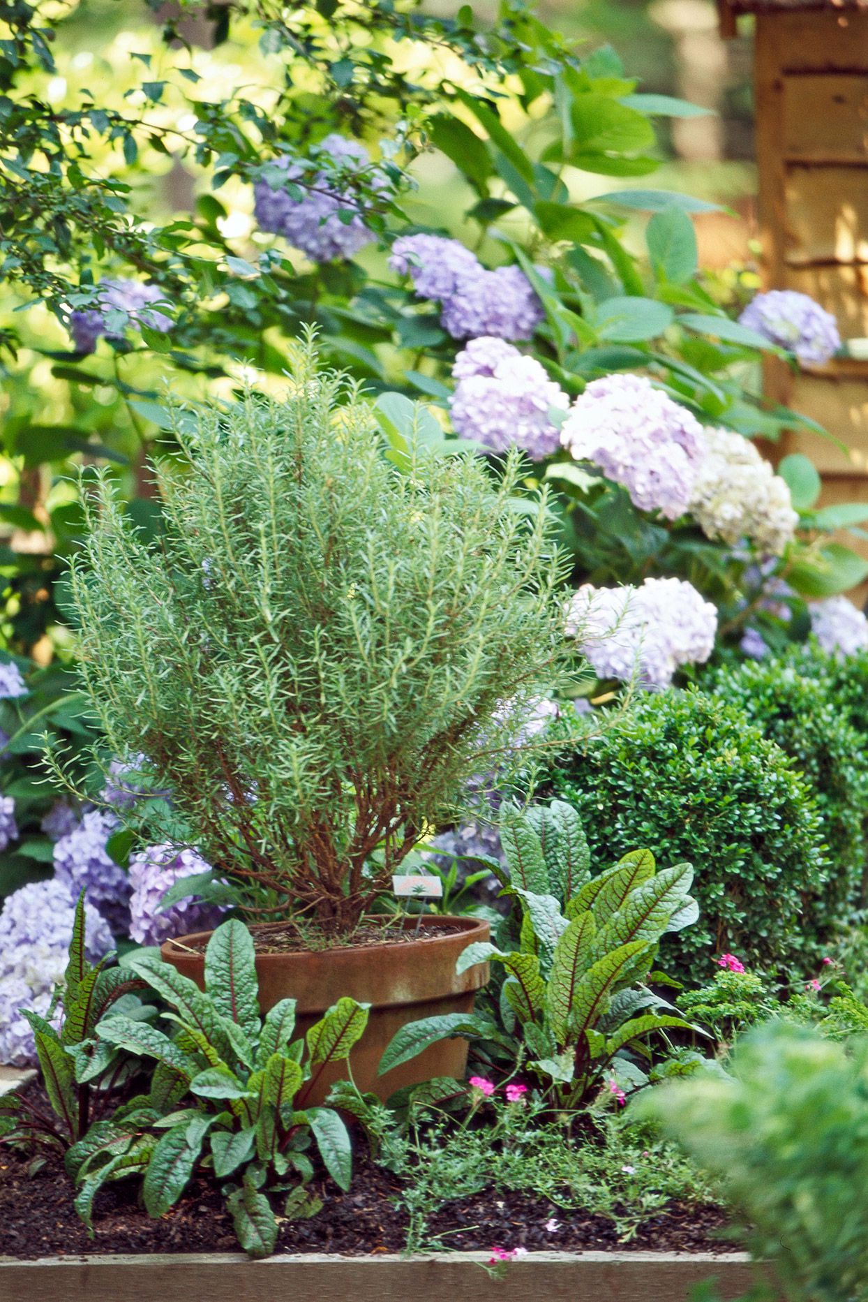 Rosemary herb garden