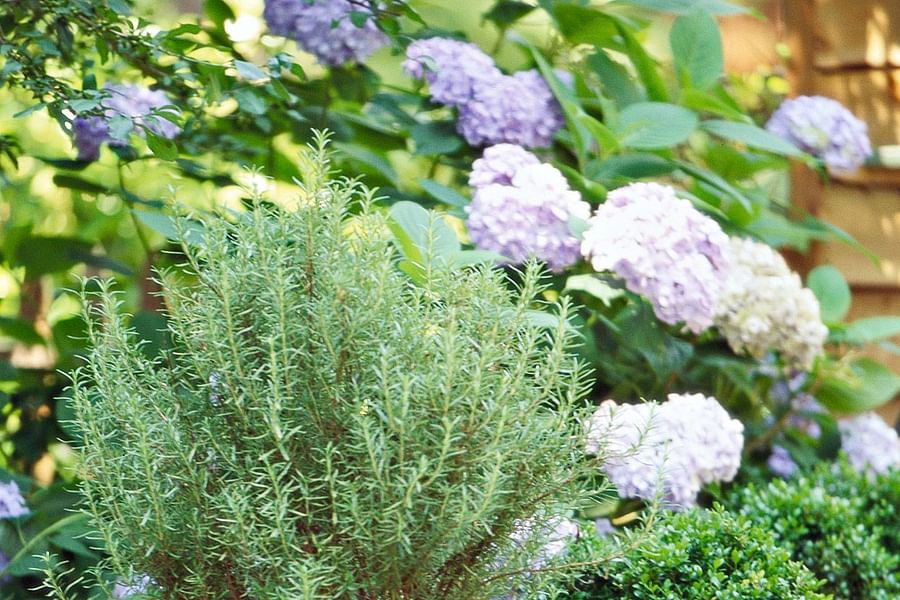 Rosemary herb garden