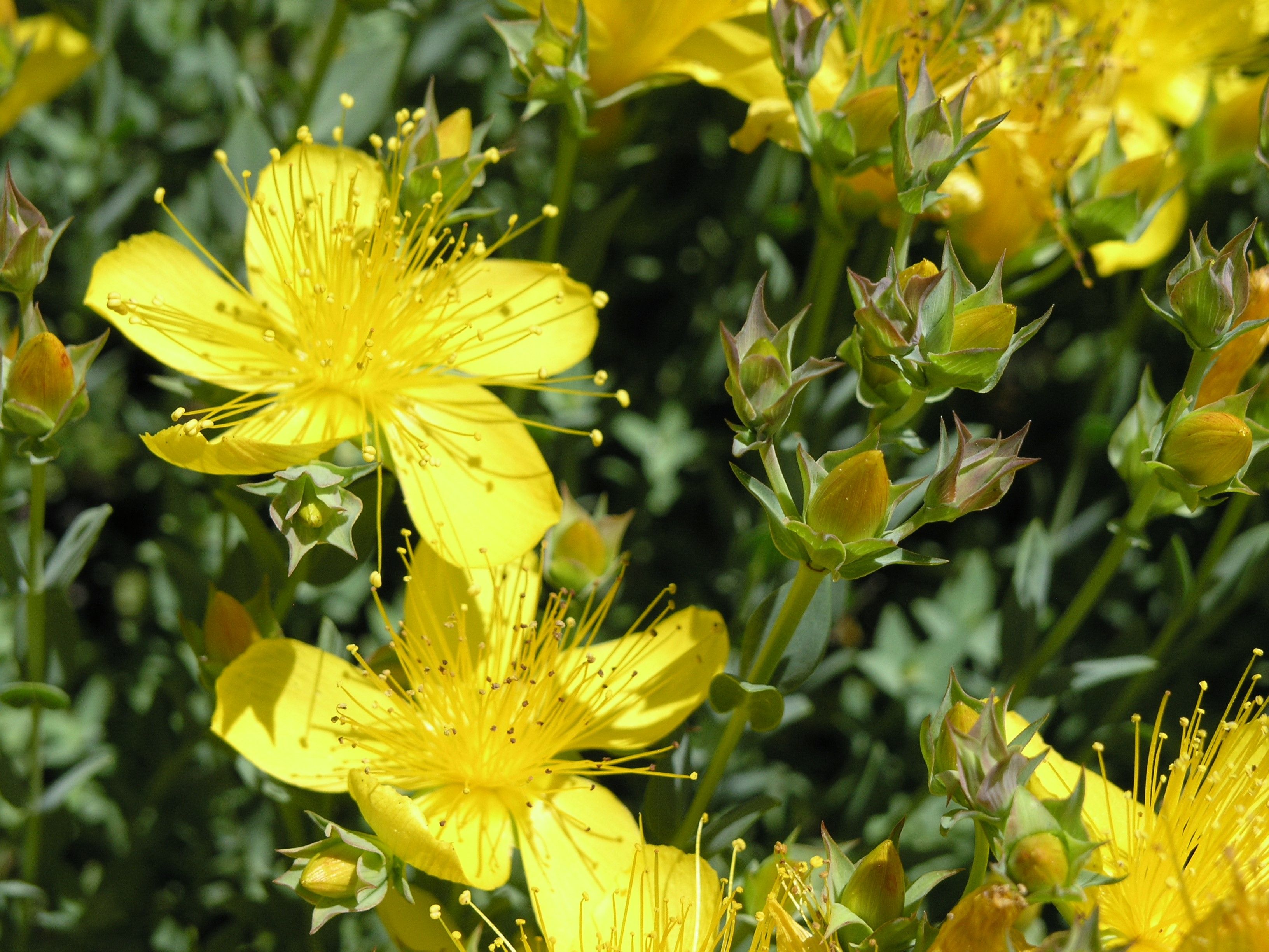 St. John's Wort flowers
