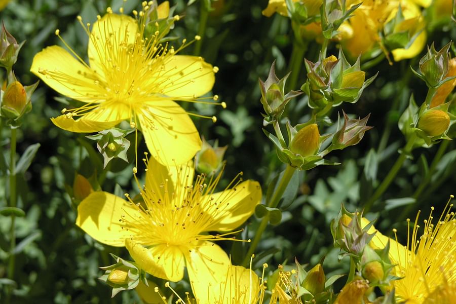 St. John's Wort flowers