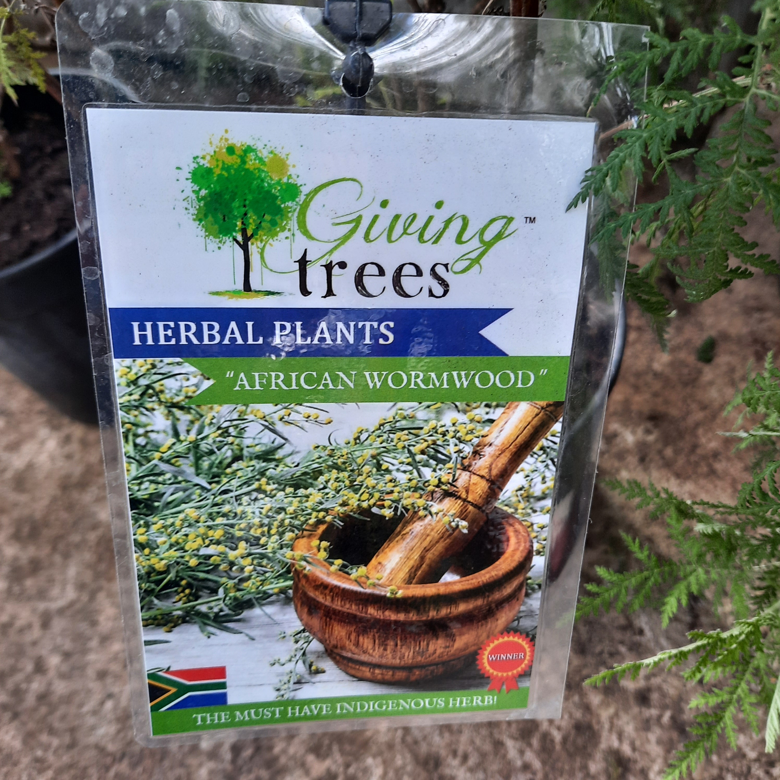 African Wormwood herb