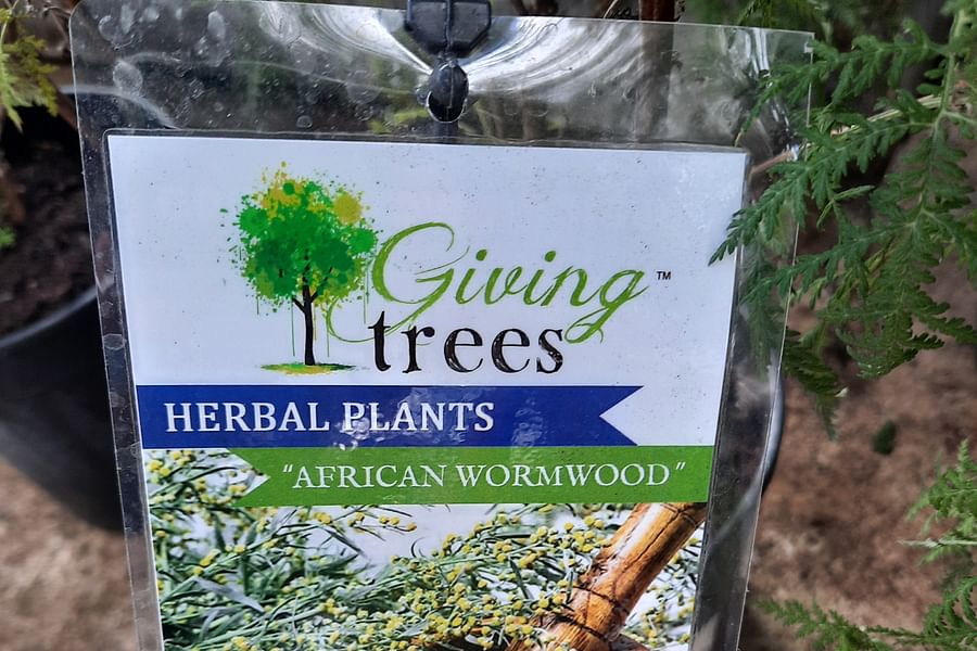 African Wormwood herb