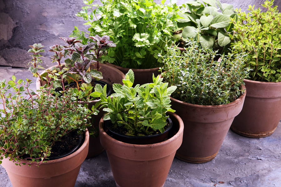 apothecary garden herbs