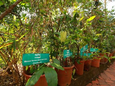 Ayurvedic herbal garden India