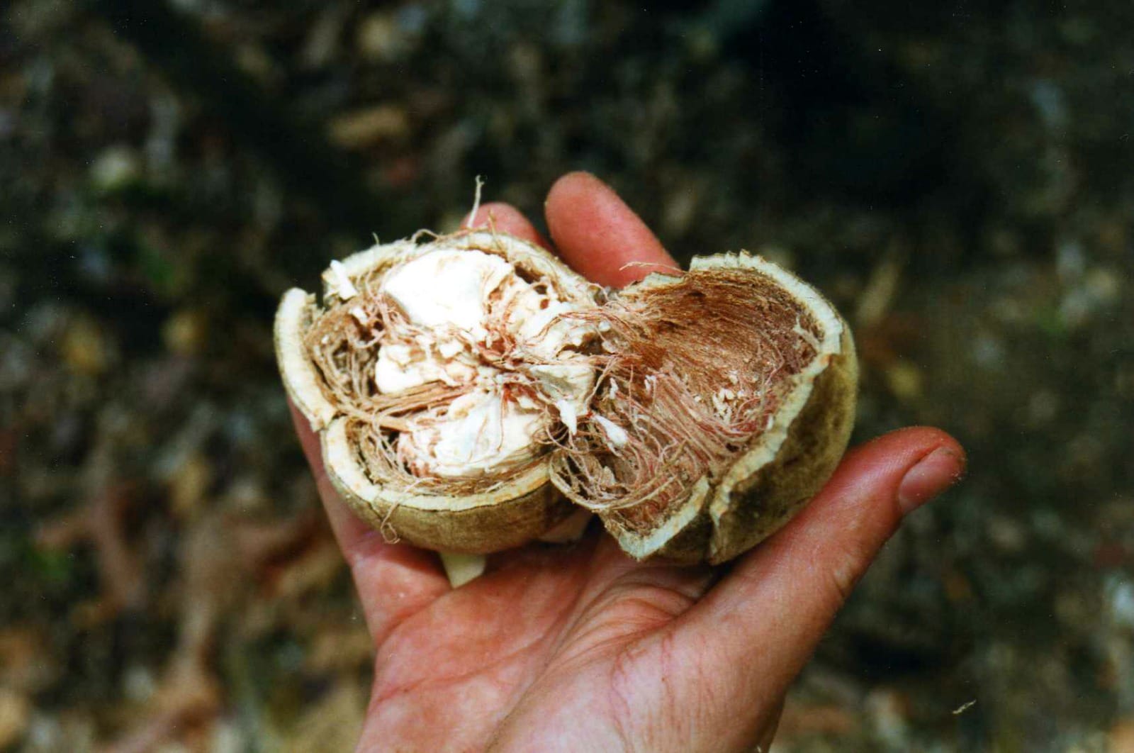 Baobab tree fruit