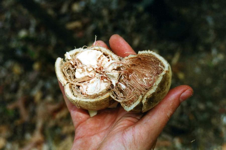 Baobab tree fruit