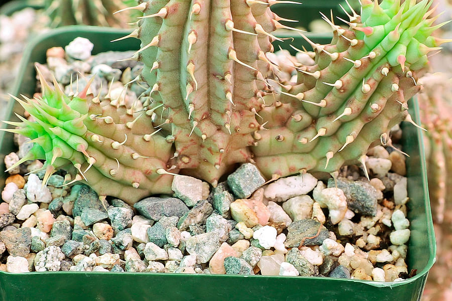 Hoodia plant