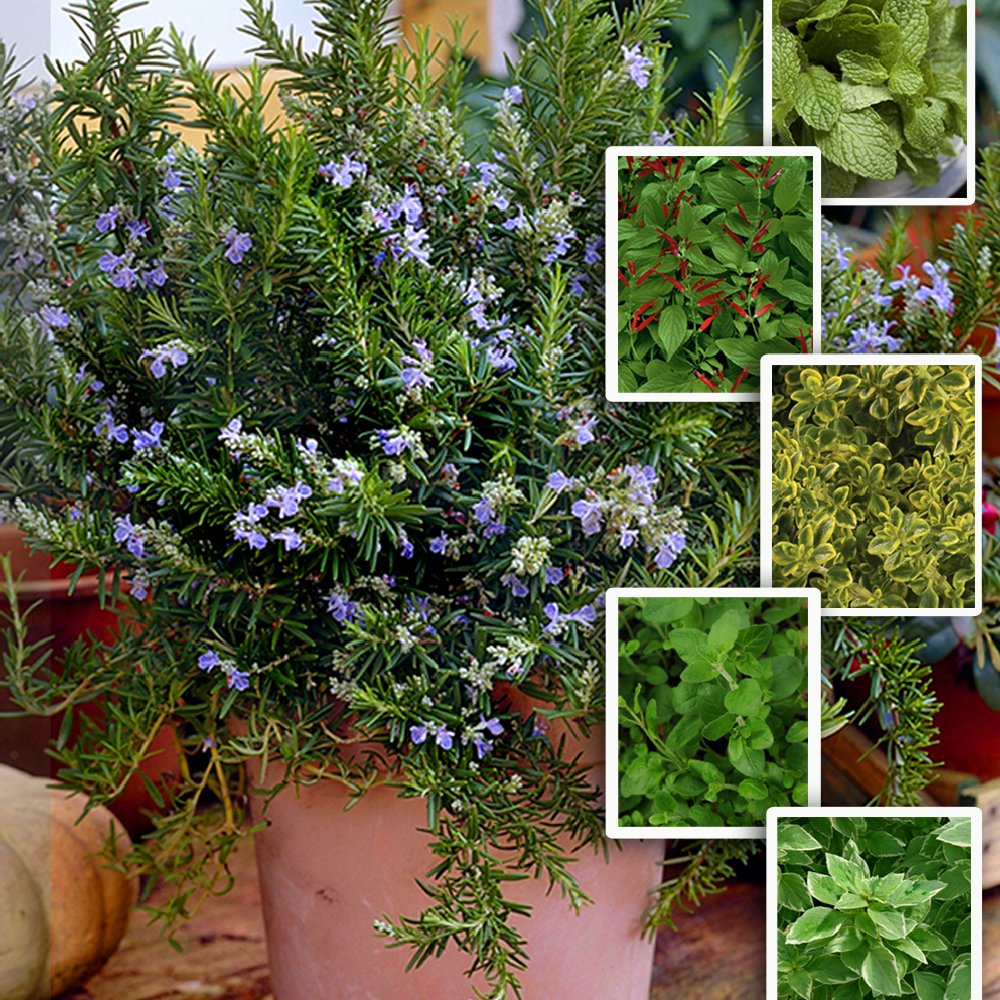 Mediterranean herb garden
