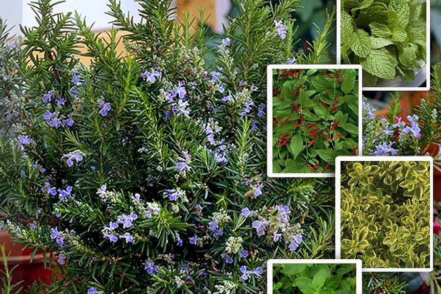 Mediterranean herb garden