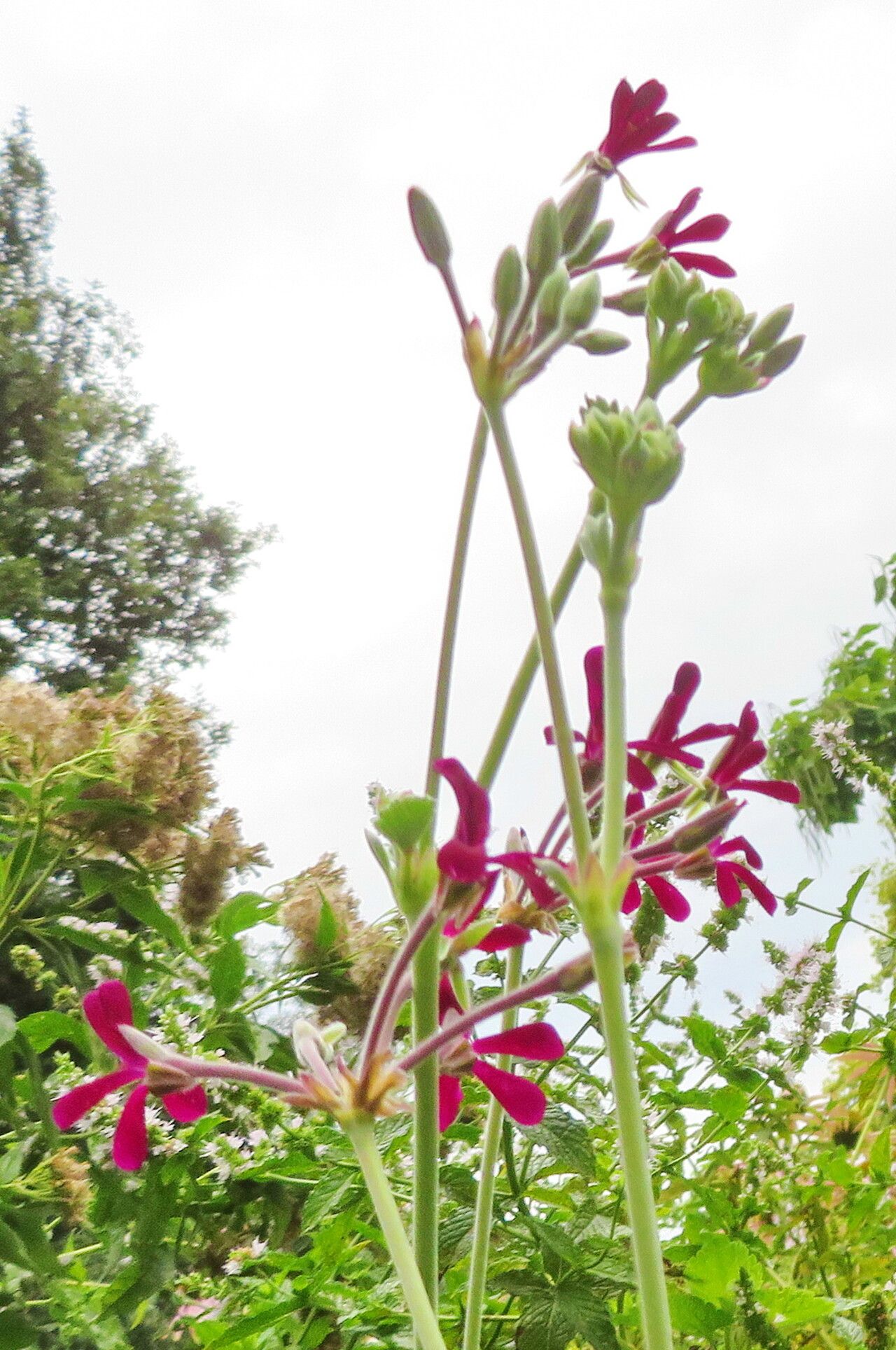 Pelargonium Sidoides plant