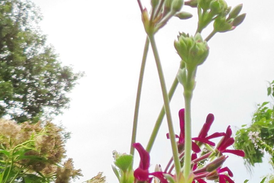 Pelargonium Sidoides plant