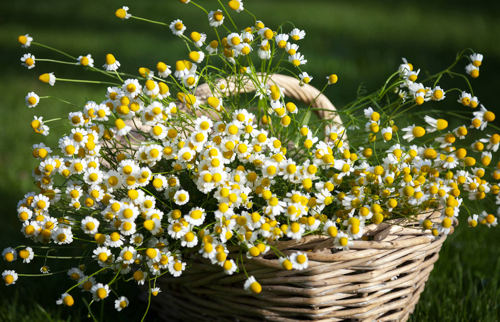 chamomile flowers