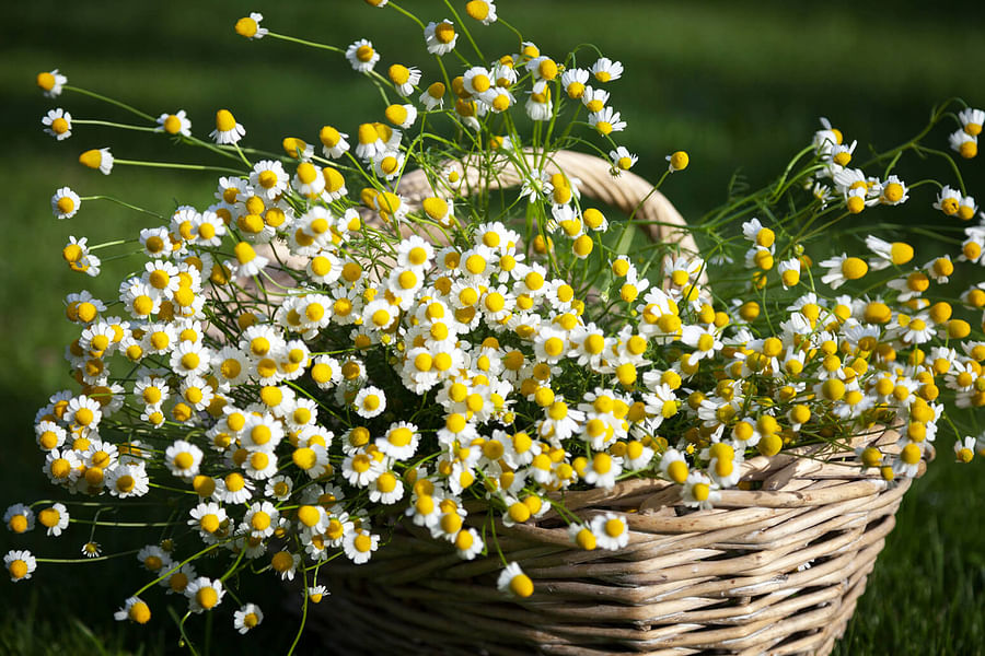 chamomile flowers