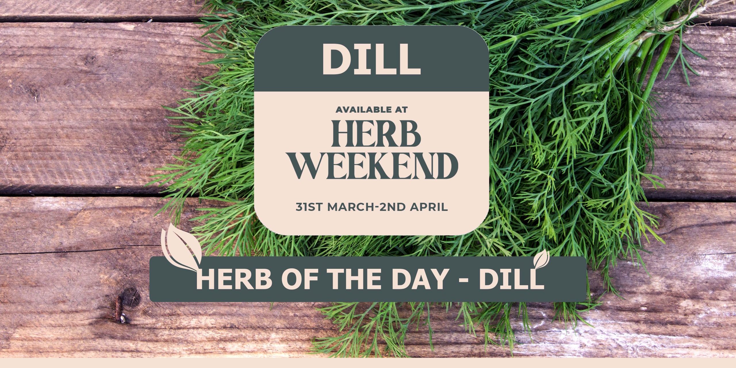 dill herb