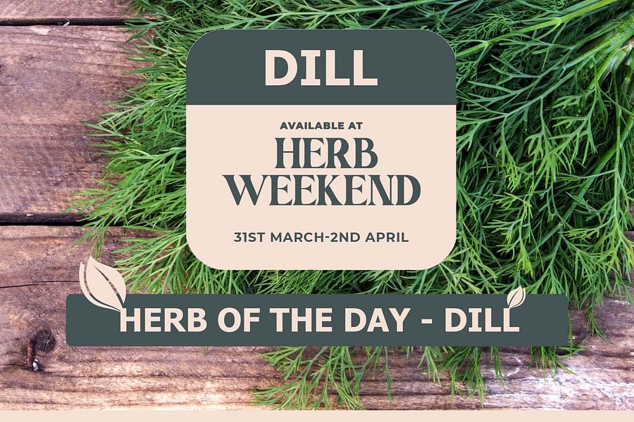 dill herb