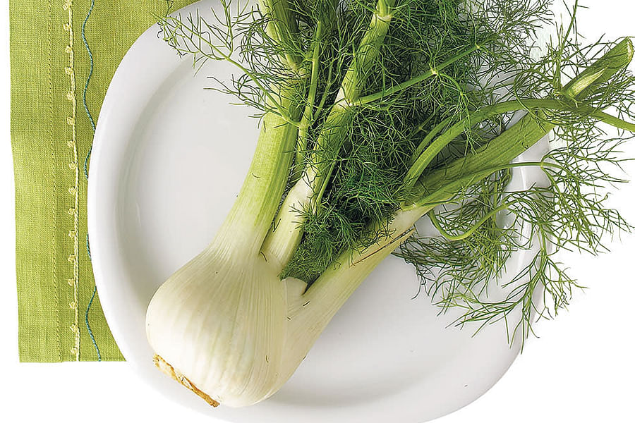 fennel herb