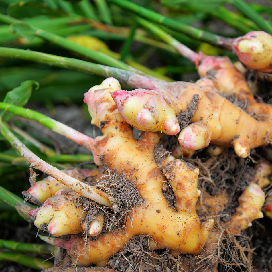ginger root herb