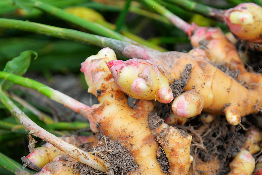 ginger root herb