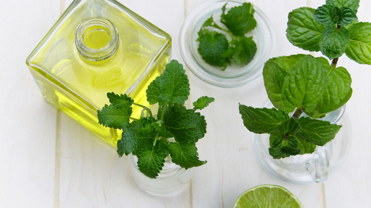 lemon balm herb