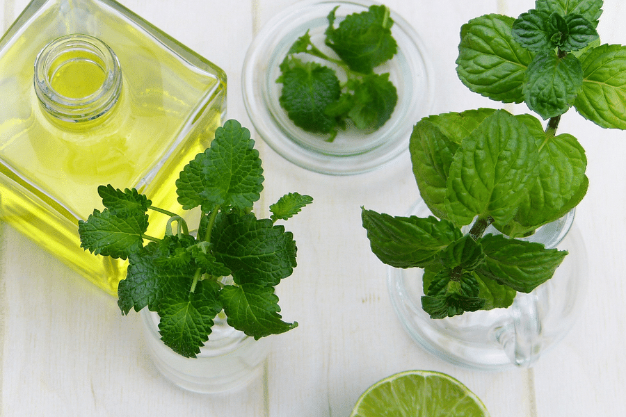 lemon balm herb