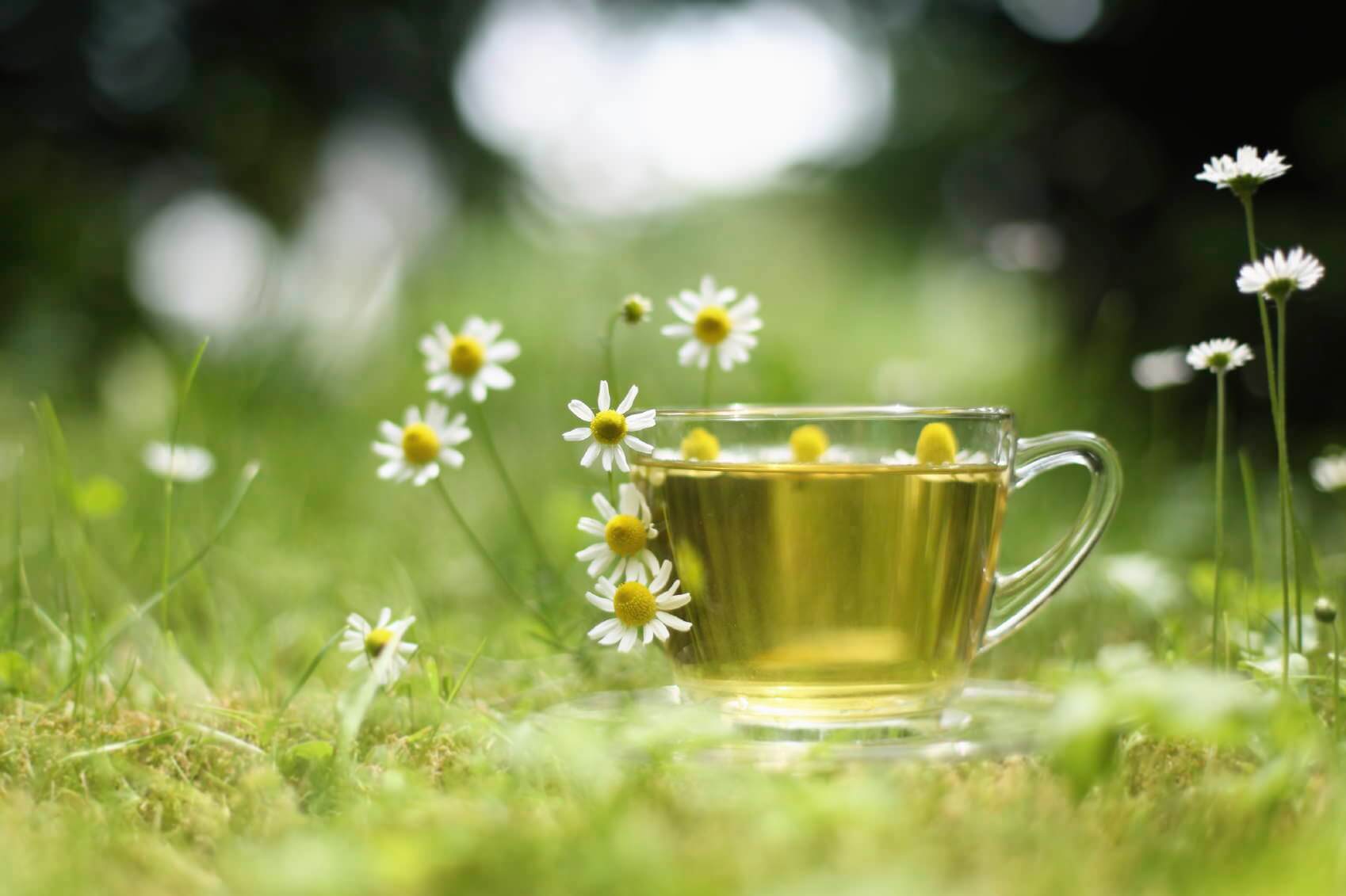Chamomile Tea Pregnancy