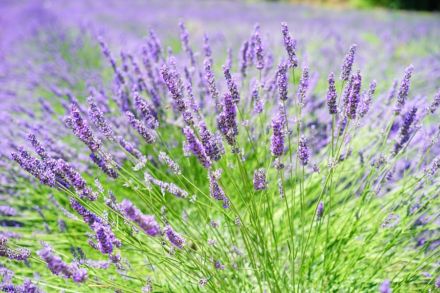 Fresh lavender flowers next to a cup of soothing lavender tea