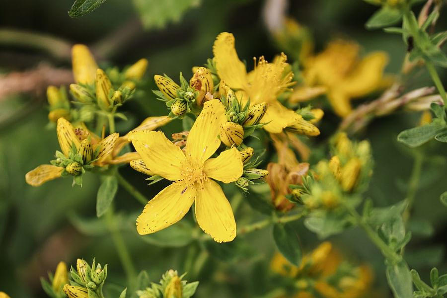 How to Create Your Own Herbalism Kit A StepbyStep Guide
