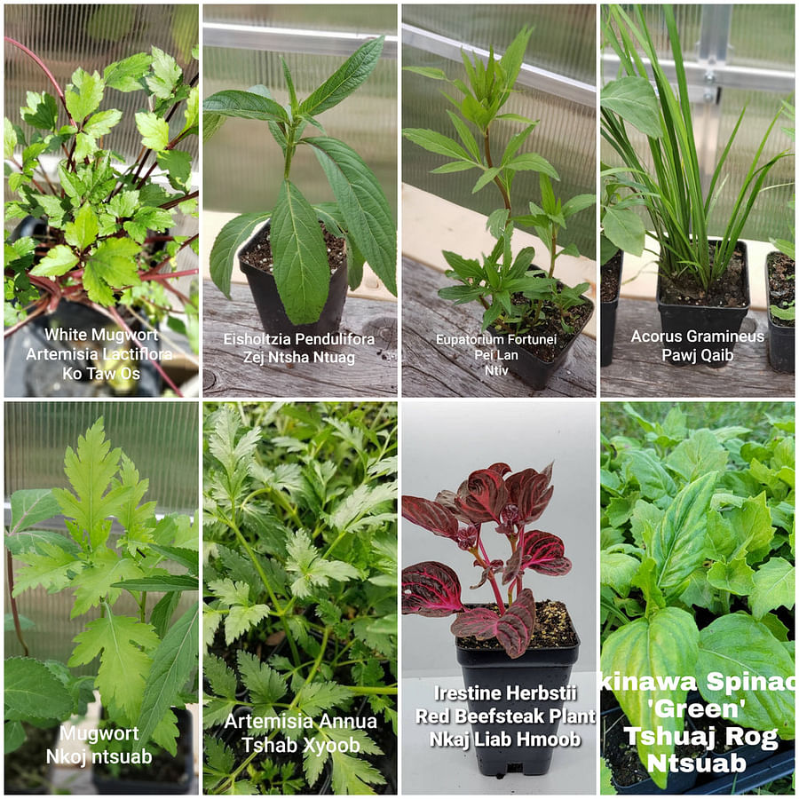 Collection of various medicinal herbs with labels